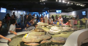 aquarium family crowd