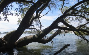 Beaufort through live oak branches