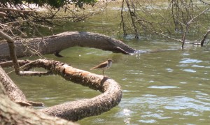 Plover on Taylors Creek