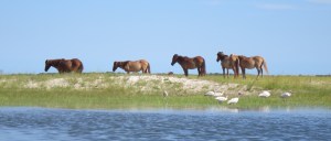 Shackleford Banks horses