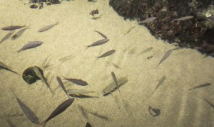 tidal pool fish