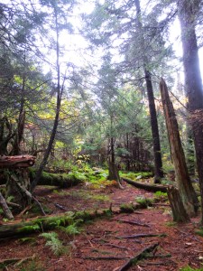 Day 2 - richland-balsam trail 2