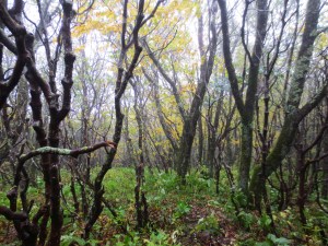 Day 4 - craggy gardens 2