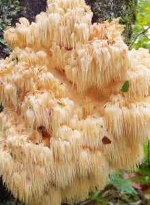 Day 4 - douglas falls 4