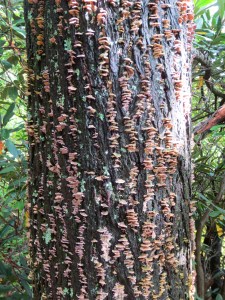 Day 6 - e b jeffries park 3